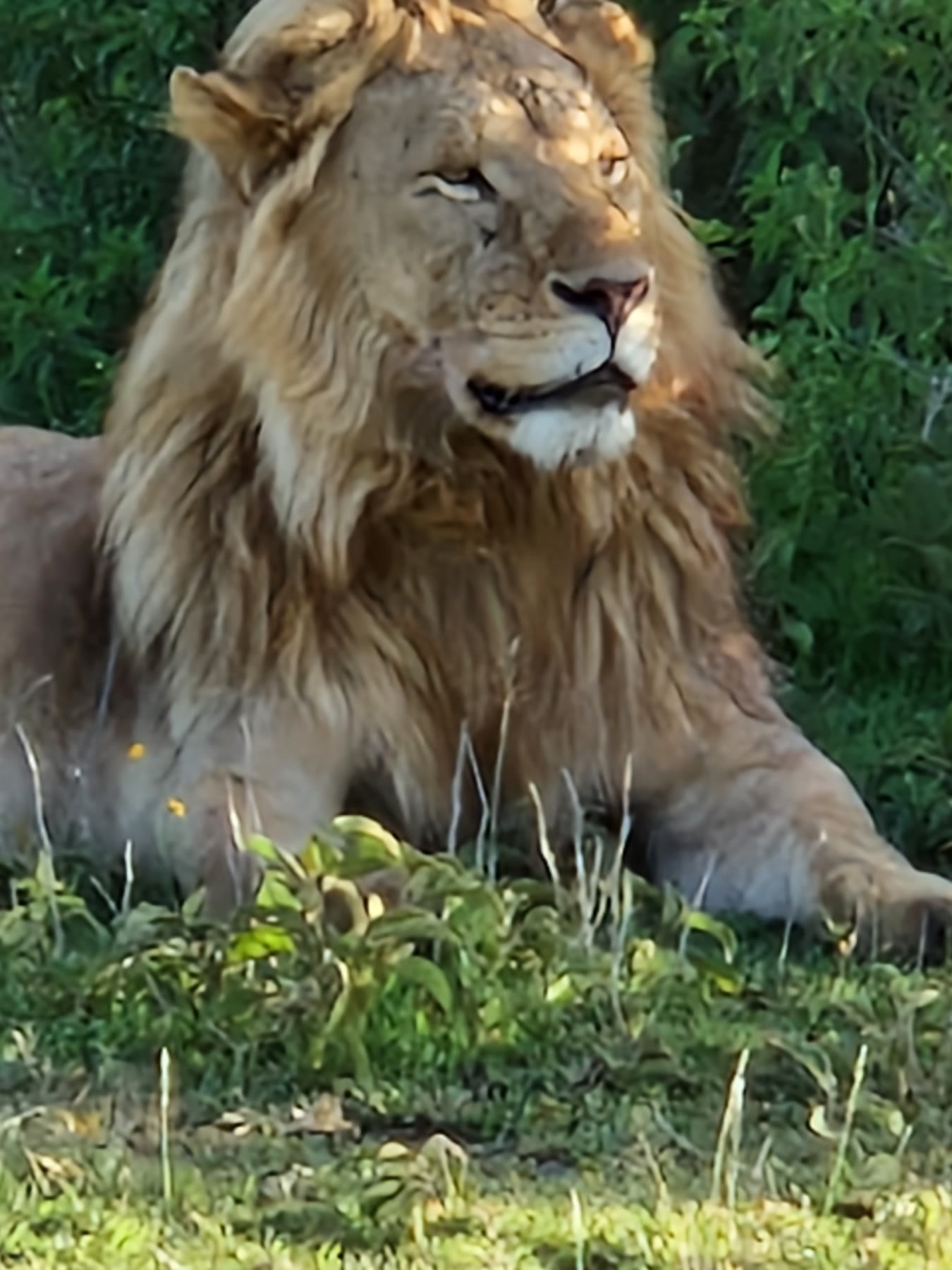 Ljón í grasi