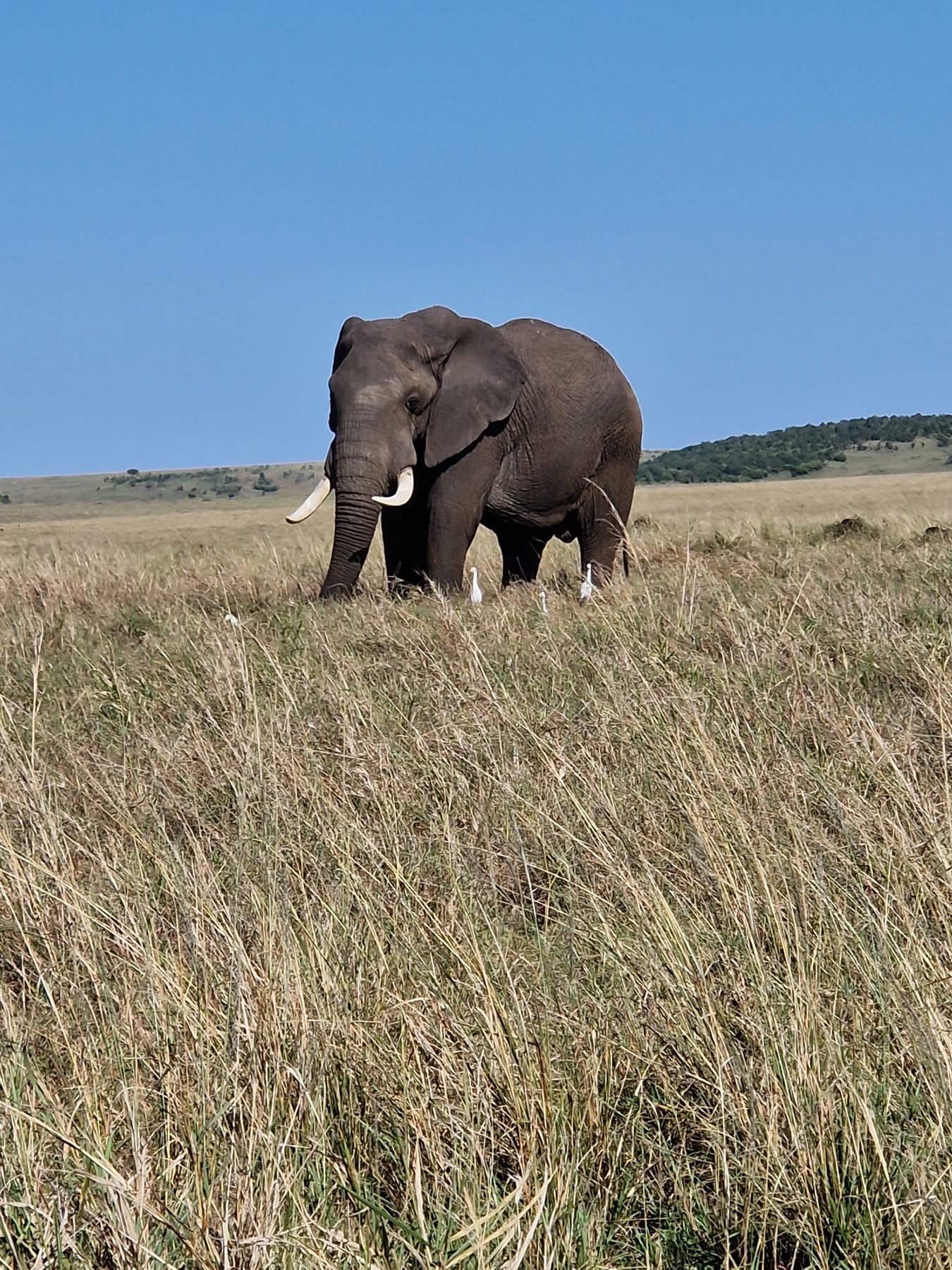 Fíll á sléttunni undir bláum himni í Serengeti